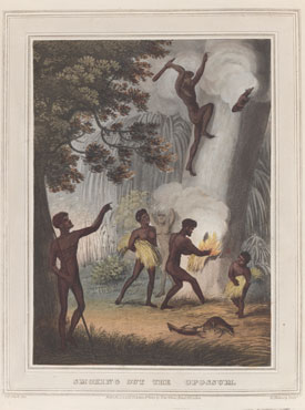 &lsquo;Smoking out the Opossum&rsquo;, handcoloured engraving in Foreign field sports, fisheries and sporting anecdotes, 1814