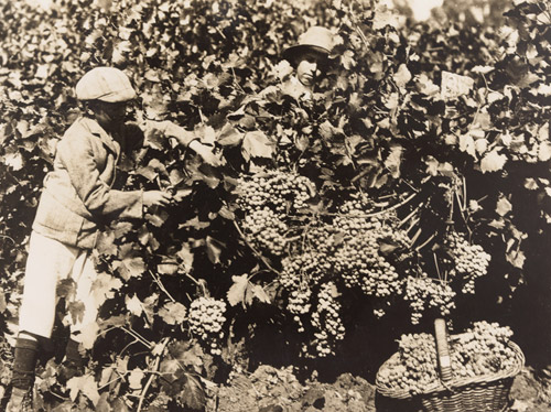 Grape picking on vineyard