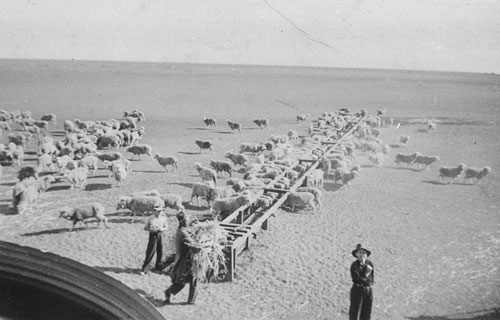 Feeding and watering sheep on 'Old Galah' station, during the 1937 drought