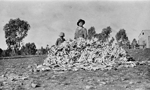 Pile of rabbit skins from the winter extermination work, Rocky View, Alectown, NSW, by unknown photographer, 1920s. At Work and Play collection - 00047
