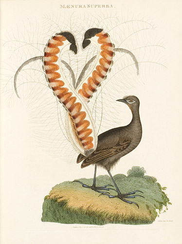 Lyrebird