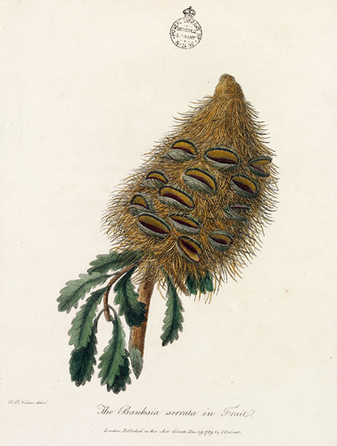 Banksia John White