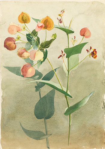 [Botanical illustration], by May Gibbs, ca. 1900-1904
