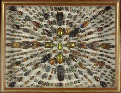 These beetles, presented in decorative arrangements, are found inside the chest's top compartment.