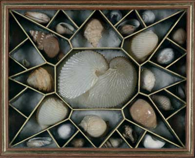 The lower right-hand drawer contains two boxes of shells, their original gilded dividers forming geometric star-like patterns. 