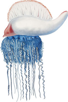 Portuguese man-of-war jellyfish 
