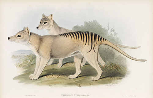 Thylacine, 1845-63