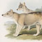 Thylacine, 1845-63