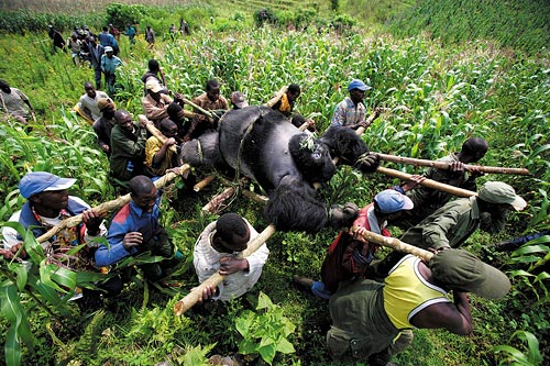1st prize Contemporary Issues Singles,Brent Stirton, South Africa, Reportage by Getty Images for Newsweek,Evacuation of dead Mountain Gorillas, Virunga National Park, Eastern Congo
