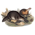 Caption: Duck-billed platypus. Hand coloured engraving from John Gould, The mammals of Australia, part VII, London:1855