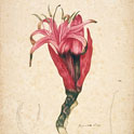 Gigantia Lily / [watercolour drawing attributed to John William Lewin], ca. 1806, DG SV*/Bot/2