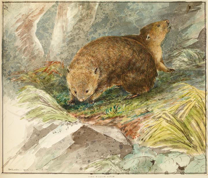 Wombats by John Lewin