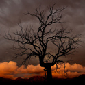 Dead tree in front of a dying storm