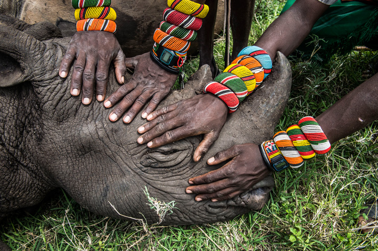 Saving Africa's Great Animals, orphaned Rhino