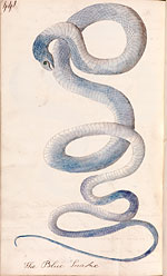Blue snake